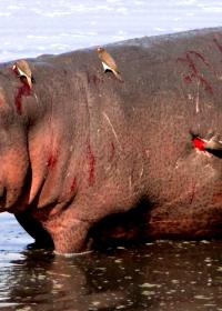 Don’t Fuck Around With Hippos